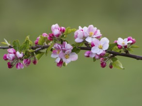 Apple blossom (Malus sp.) flowering along a branch of the tree, Hesse, Germany, Europe