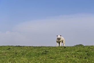 Domestic sheep (Ovis aries), lamb standing in a meadow, Texel, North Holland, Netherlands