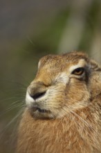 European brown hare (Lepus europaeus) adult animal head portrait, England, United Kingdom, Europe