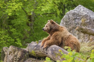 An adult female brown bear (Ursus arctos arctos) rests on a fallen tree lying on a hill