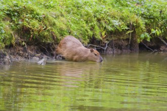 A (greater) capybara (Hydrochoerus hydrochaeris) enters the river