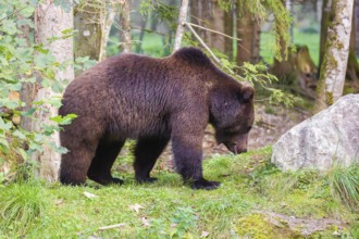 A young male brown bear (Ursus arctos arctos) runs through the undergrowth of a forest