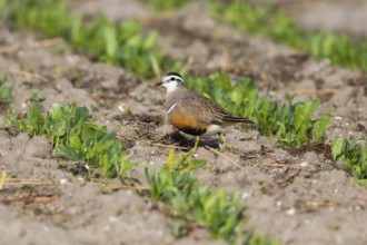 Eurasian dotterel (Eudromias morinellus), walking across a field planted with a commercial crop.