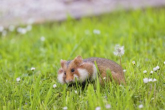 A European hamster (Cricetus cricetus), Eurasian hamster, black-bellied hamster or common hamster,