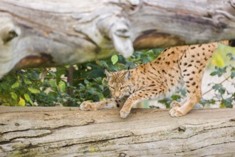 A Eurasian lynx (Lynx lynx) sharpens his claws on a dead tree lying on the ground