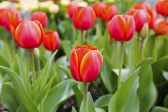 Gönningen tulip blossom, tulips (Tulipa), flowers, red blossoms, spring bloomers, bulbous flower