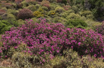 Oleander bush, Sarella peninsula near Plakias, south coast, Crete, Greece, Europe