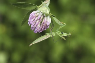 European mantis (Mantis religiosa) lurking, Hungary, Europe, Hungary, Europe