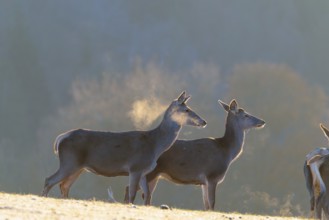 Three female red deer (Cervus elaphus) stand in the first light of day on a meadow covered in hoar