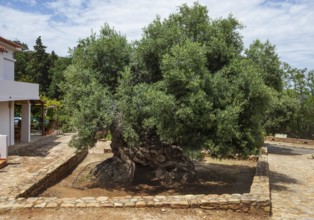 Natural monument, oldest olive tree in the world in the village of Pano Vouves, Crete, Greece,