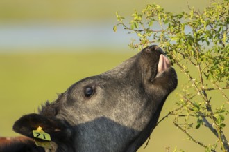 Domestic cattle or cow (Bos taurus) adult farm animal eating a wild rose bush in a hedgerow,