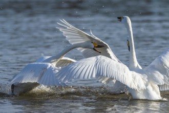 Tundra Swan, Bewick's Swan, Cygnus columbianus, birds in fight at winter in Slimbridge, England,