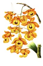 Dendrobium fimbriatum, from the orchid family, plant and flower, digitally reworked reproduction of