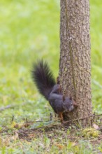 A  squirrel or Eurasian  squirrel (Sciurus vulgaris) climbs down a tree trunk