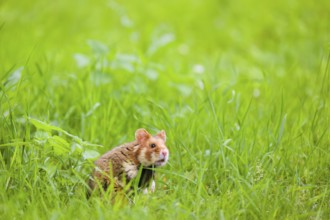 A European hamster (Cricetus cricetus), Eurasian hamster, black-bellied hamster or common hamster,