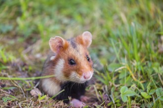 A European hamster (Cricetus cricetus), Eurasian hamster, black-bellied hamster or common hamster,