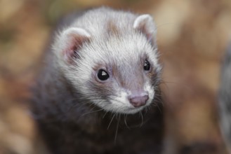 Portrait of a young ferret (Mustela putorius furo)