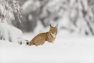 One young male Eurasian lynx, (Lynx lynx), walking over a deep snow covered meadow with a forest in