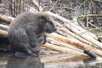 A beaver (Castor fibre) sits by the water surrounded by gnawed branches in a humid environment,