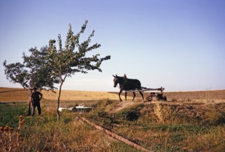 A donkey turns a water wheel for irrigation in the Meseta, Spain 1964