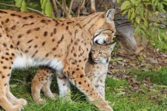 A female Eurasian lynx (Lynx lynx) grooms her kitten on a green meadow at the edge of a forest