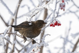 Blackbird (Turdus merula), female, sitting on a branch, Schlitters, Tyrol, Austria, Europe