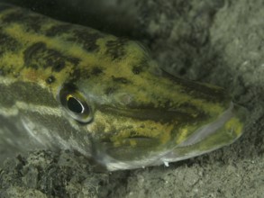 Close-up of a pike (Esox lucius) on a sandy bottom, dive site Großer Parkplatz, Herrliberg, Lake