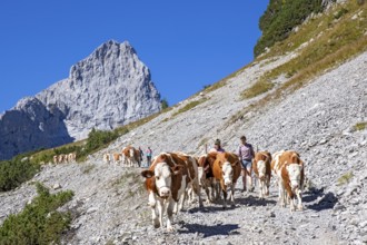 Alpine pasture drive through the Stallental, behind it the Lamsenspitze, autumn, Stallental,