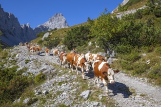 cattle seperation through the Stallental, behind it the Lamsenspitze, autumn, Stallental, Karwendel