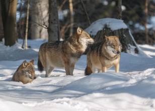 Wolves (Canis lupus) standing and lying in the snow and looking attentively, captive, Bavarian