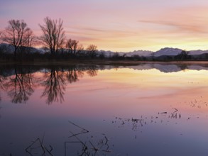 Pilatus reflected in the flooded nature reserve in the evening light, Reussspitz, Hünenberg, Canton