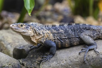 Common black iguana (Ctenosaura similis), Dominical, Puentarenas, Costa Rica, Central America