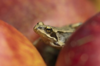 Common frog (Rana temporaria) adult amphibian amongst fallen apples in a garden in summer, England,