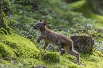 One young (10 weeks old) male Eurasian lynx, (Lynx lynx), walking over a mossy, wet forest floor.