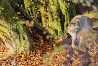 An adult male grey wolf (Canis lupus lupus) runs across a leaf covered meadow at the edge of the