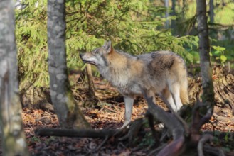 A young grey wolf (Canis lupus lupus) looks up a tree in the forest on a sunny day and observes a