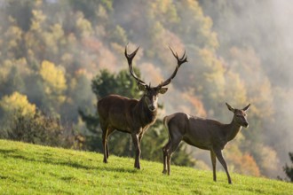 A red deer stag (Cervus elaphus) and a hind run across a meadow. A forest with autumn leaves can be