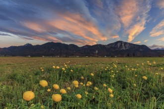 Troll flowers (Trollius europaeus), evening light, cloudy mood, autumn, autumn blossom, climate