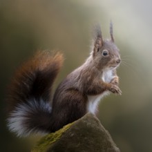 Eurasian squirrel (Sciurus) with unusual fur colour, tail with white stripe, standing on a mossy