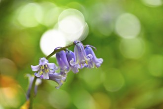 Flowering wood hyacinth (Hyacinthoides non-scripta), Lower Rhine, North Rhine-Westphalia, Germany,