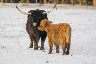 A highland cow (Bos primigenius taurus) and her calf stand at the edge of a forest on a