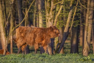 A Highland calf (Bos primigenius taurus) stands at a forest edge, a second one is resting on the