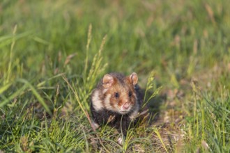 One European hamster (Cricetus cricetus), Eurasian hamster, black-bellied hamster or common