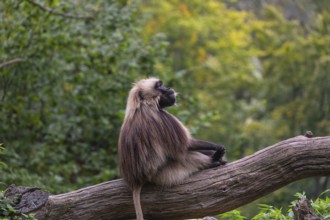 Portrait of an adult male Gelada (Theropithecus gelada), or bleeding-heart monkey, resting on a log