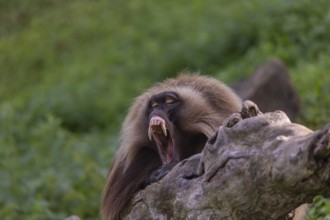 Portrait of an adult male Gelada (Theropithecus gelada), or bleeding-heart monkey, resting on a log