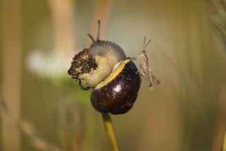 Common garden snail (Cornu aspersum) (Helix aspersa), on a dead plant stalk, and sitting on its