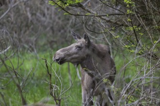 Moose (Alces alces) cow with trees and green grass around