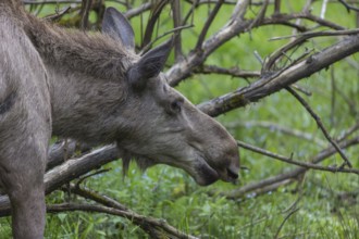 Moose (Alces alces) cow with trees and green grass around