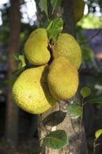 Jackfruit hanging on a tree, Sri Lanka, Asia