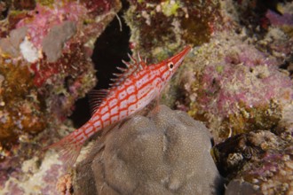 Red and white striped Longnose Hawkfish (Oxycirrhites typus) Longnose Hawkfish LaNaBüBa, with spiny